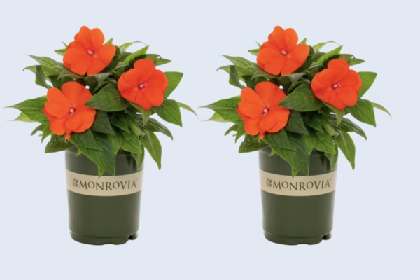 free flowers at lowes