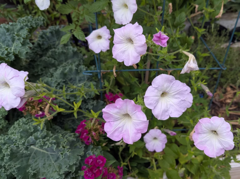 free pollinator seed packet from national geographic