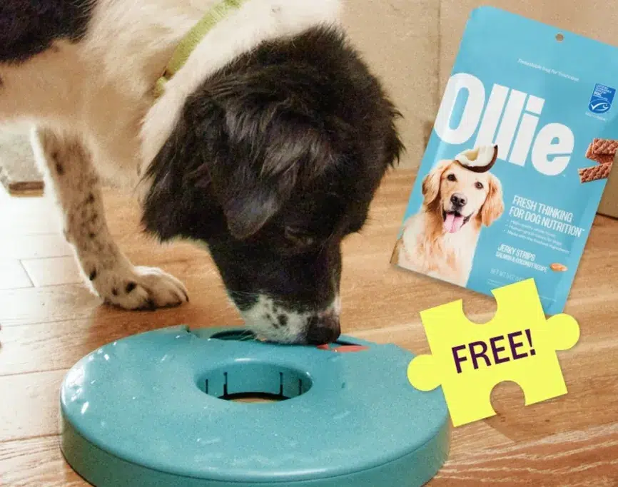 ollie puzzler offer