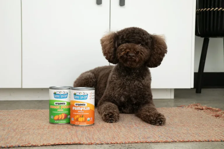 nummy tum tum pet ambassador
